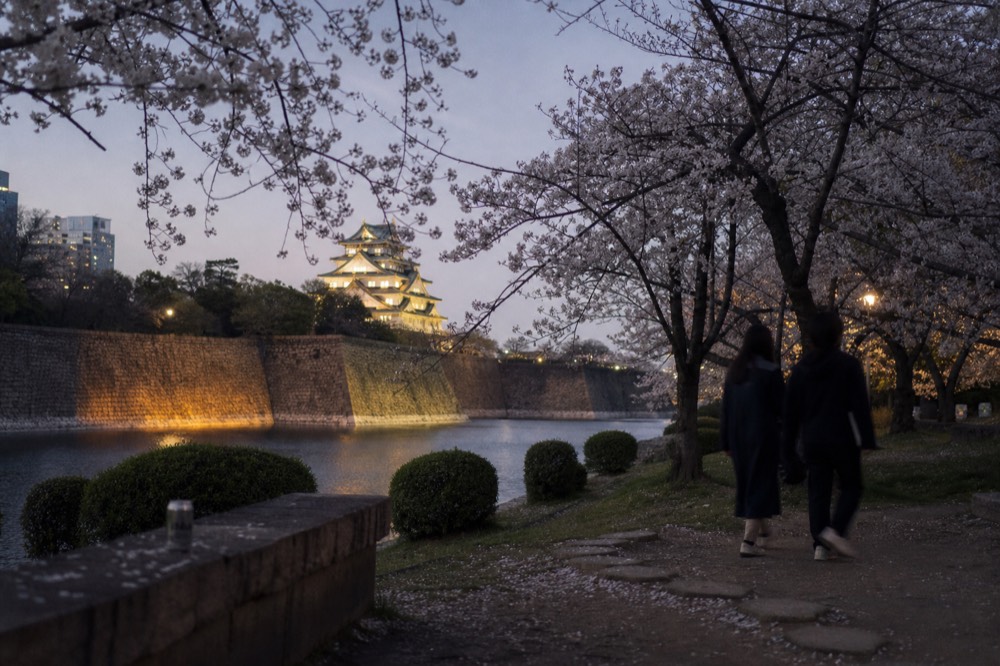 Cherry blossom branches framing the lit Osaka Castle tower at dusk over dark water