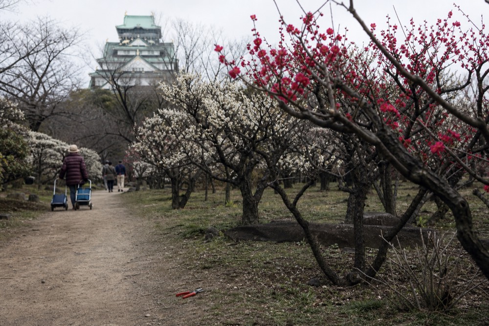 Cherry trees in blossom along a path with the castle tower behind