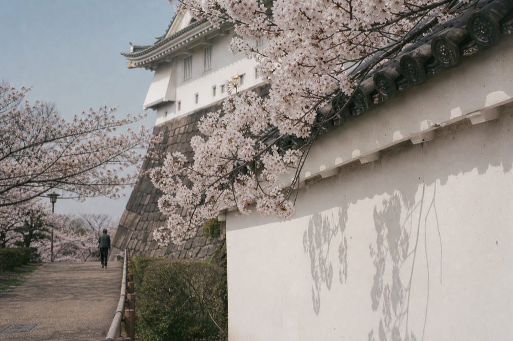Cherry blossom branches framed against the white walls of the castle tower