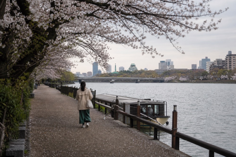 Cherry blossoms along the Okawa river near Temmabashi with the castle visible in the distance