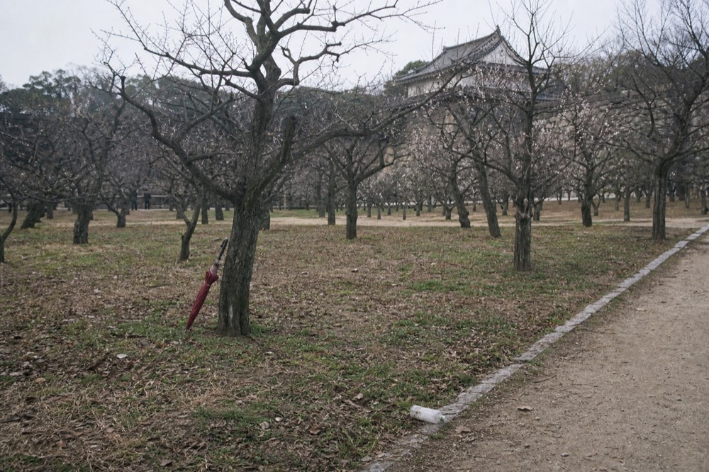 Bare plum trees in the plum grove with the castle walls beyond