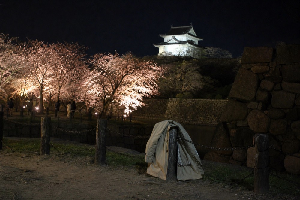 Cherry trees lit from below at night with a floodlit castle keep behind them