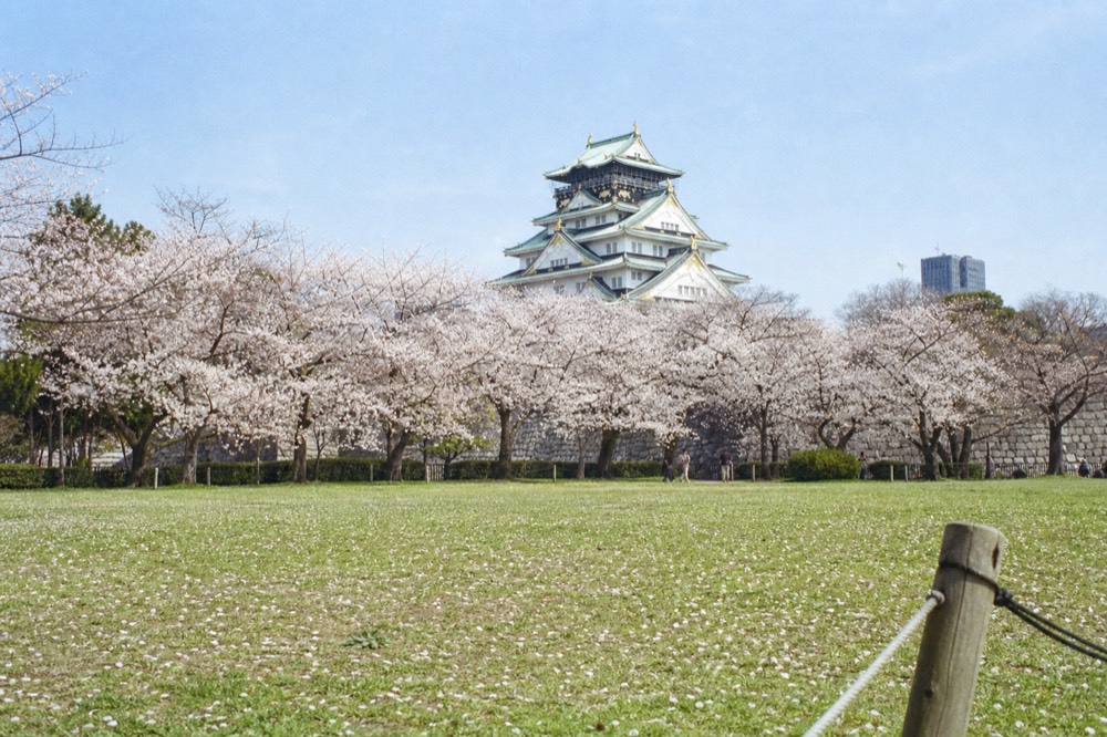 A castle keep seen over the heads of cherry trees from a garden lawn