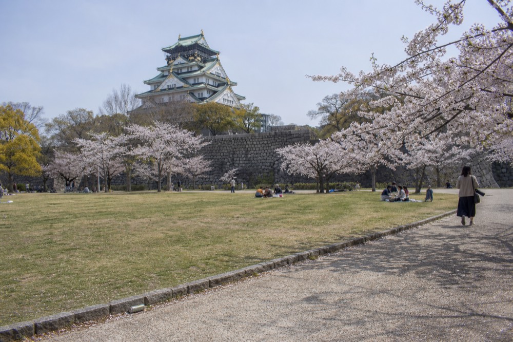 Wide view of Osaka Castle Park lawns with cherry trees in full bloom and the Main Tower in the background