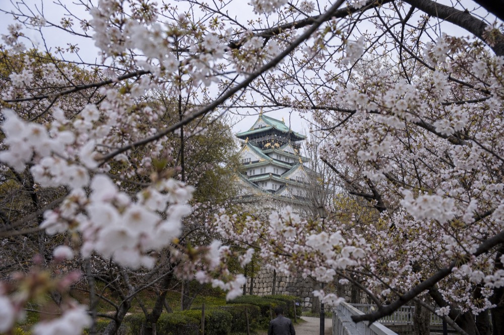 Close-up of Somei-Yoshino cherry blossoms with the Main Tower visible through the branches
