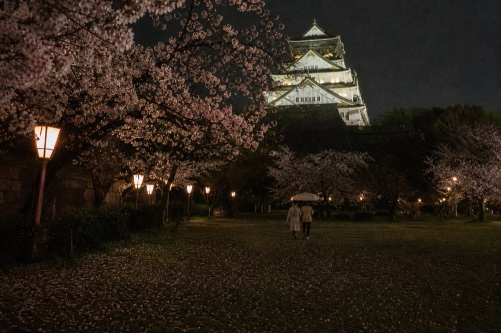Night view of Nishinomaru Garden with illuminated cherry trees and the Main Tower lit up behind