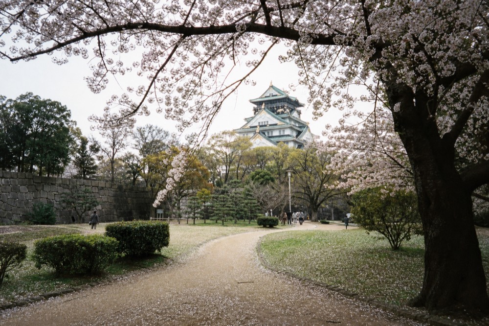 The main tower of Osaka Castle seen from the Nishinomaru Garden with cherry trees in bloom.