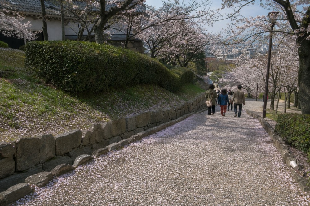 The castle grounds and park with cherry trees and visitors walking along the paths