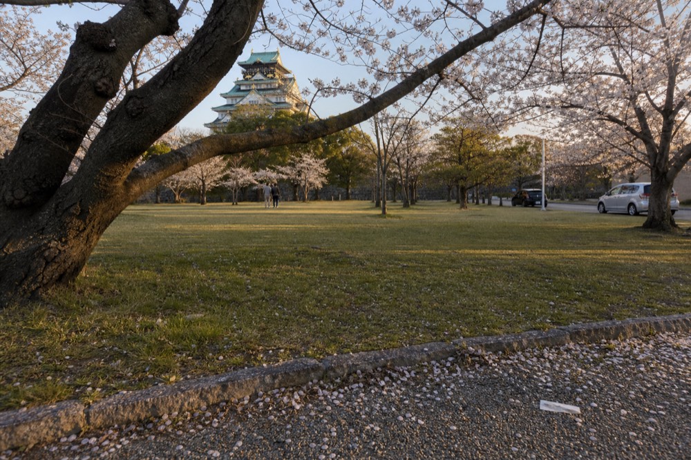 Nishinomaru Garden lawn with cherry trees and the castle tower in the background under a late afternoon sky