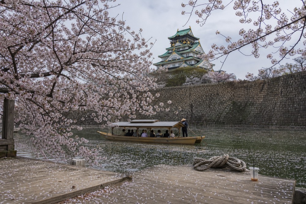 Cherry blossoms in full bloom with the castle tower in the background
