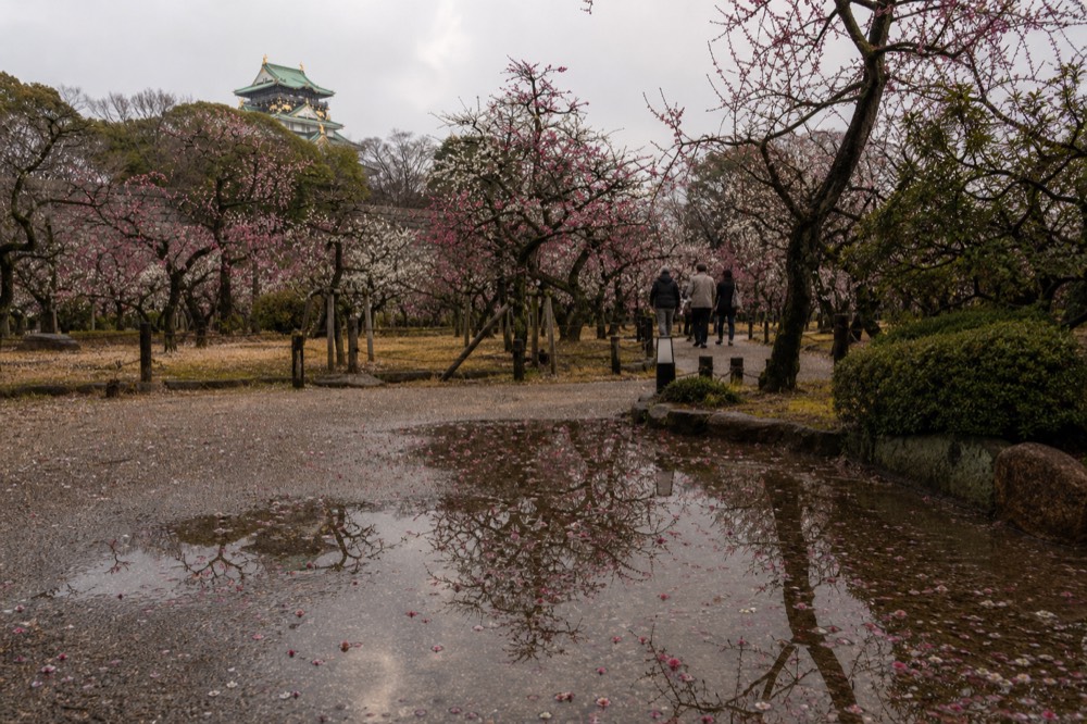 The plum grove sits on the east side of the inner moat, where early, normal and late varieties open in waves, so there is usually something in bloom.