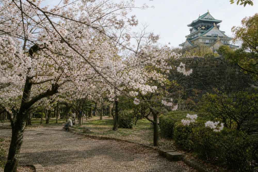 A castle keep seen behind cherry blossom branches along a stone wall
