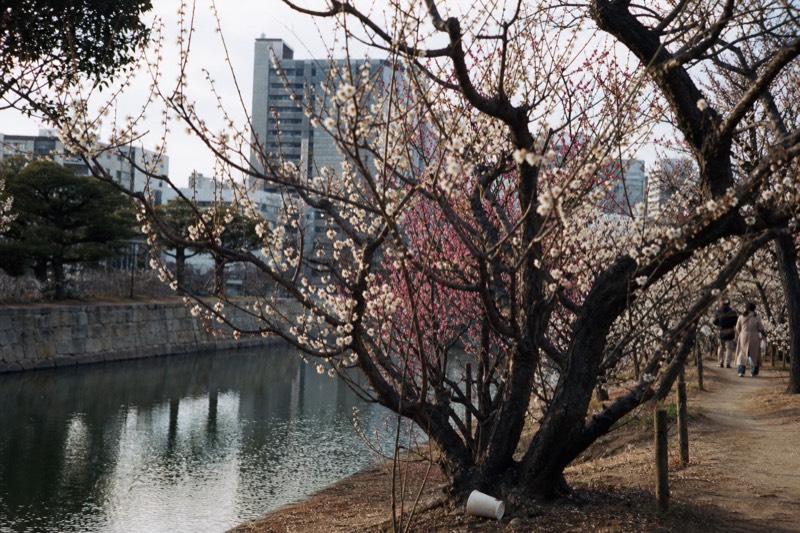 The Plum Grove