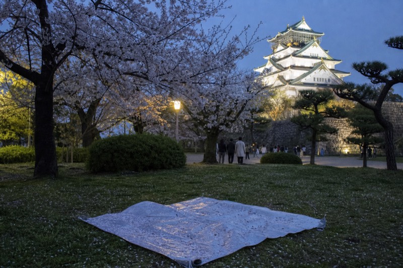 Cherry trees in Nishinomaru Garden with the floodlit Osaka Castle Main Tower behind them